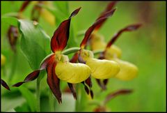 *** Lady Slipper ***