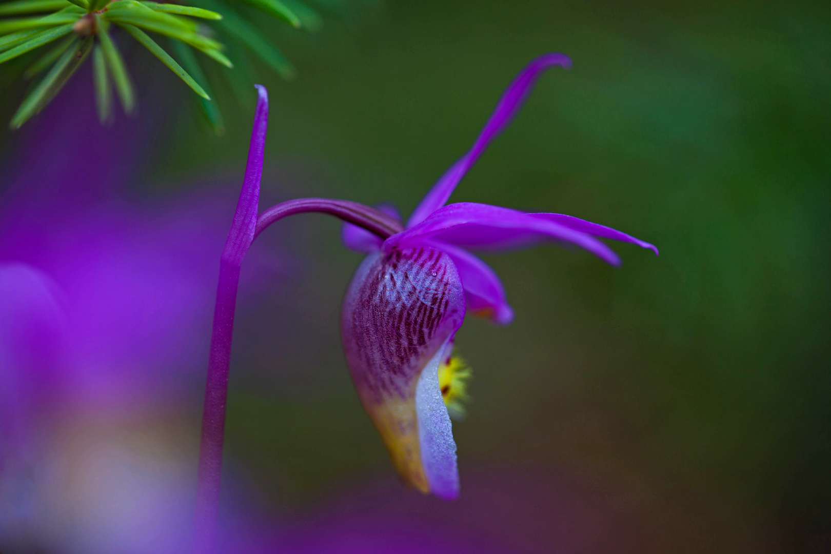 Lady Slipper Orchid