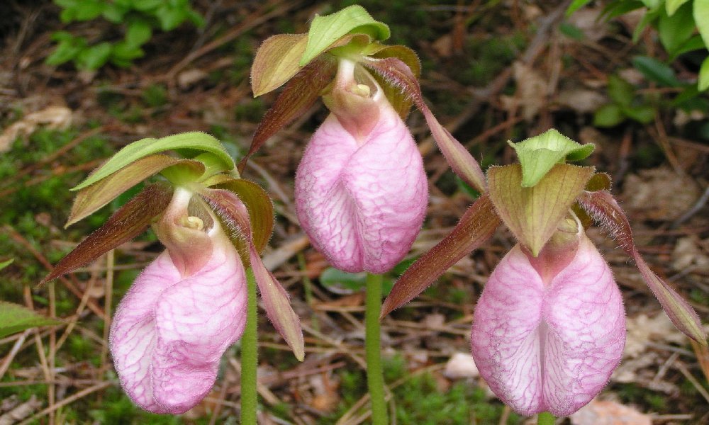 Lady Slippers