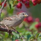 Lady Sparrow