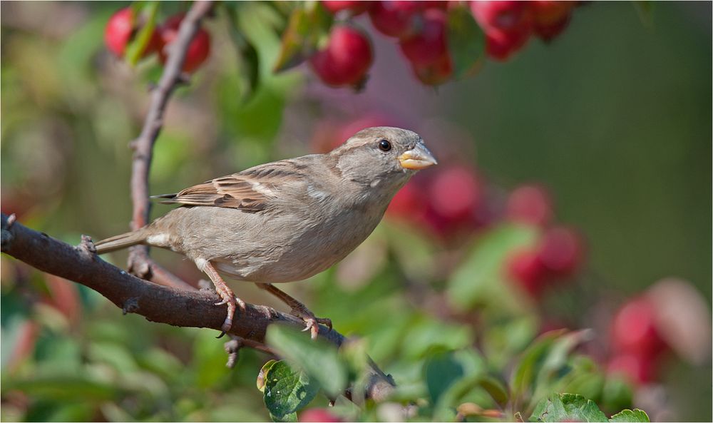 Lady Sparrow