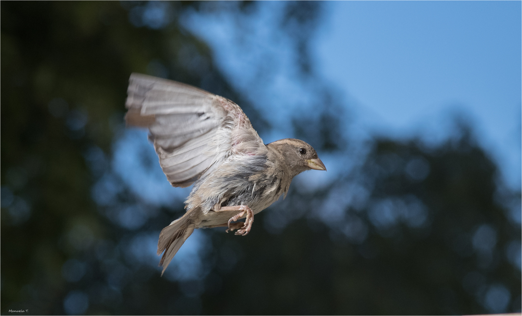 Lady Sparrow