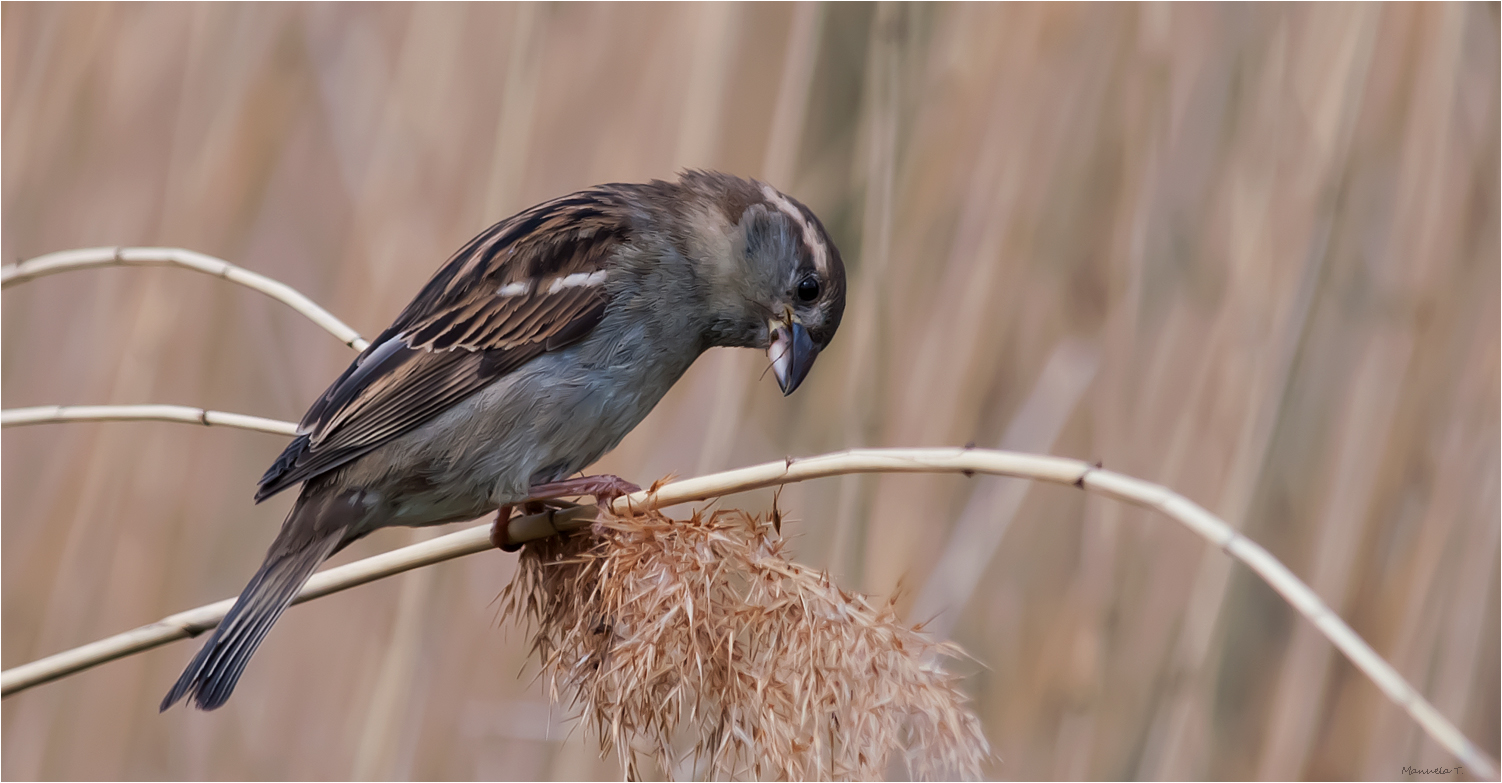 lady Sparrow has her lunch