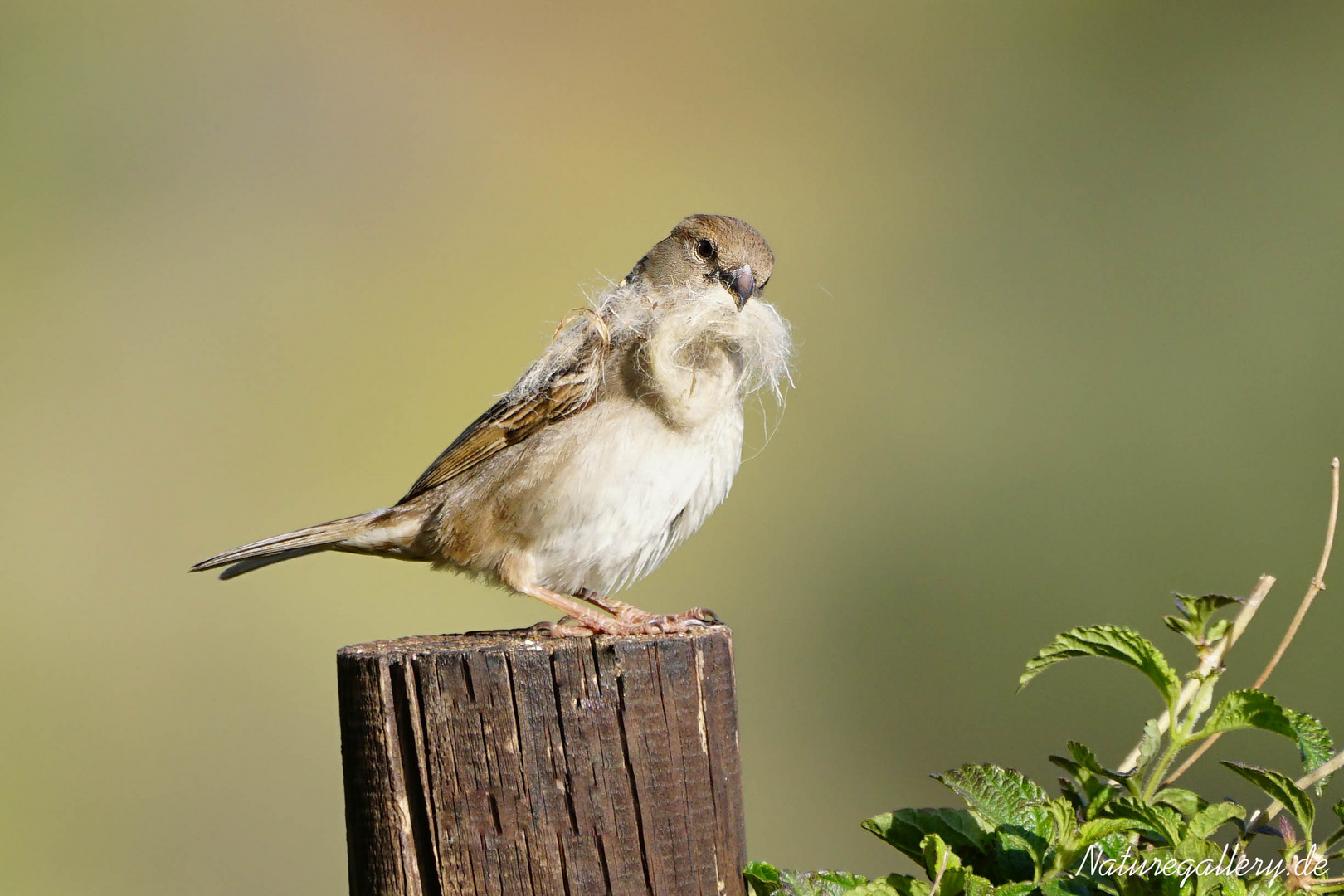 Lady Spatz mit Baumaterial