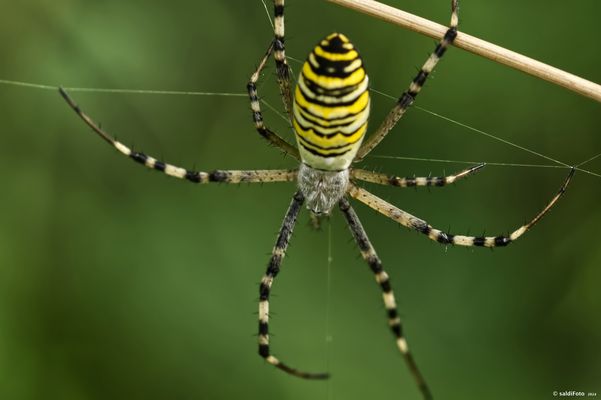 __LADY SPINDERELLA___