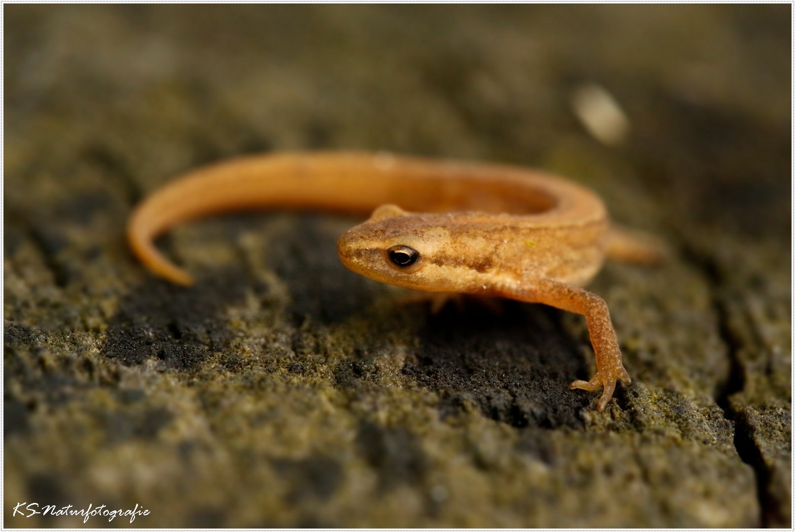 Lady Teichmolch ... Lady Smooth newt