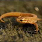 Lady Teichmolch ... Lady Smooth newt