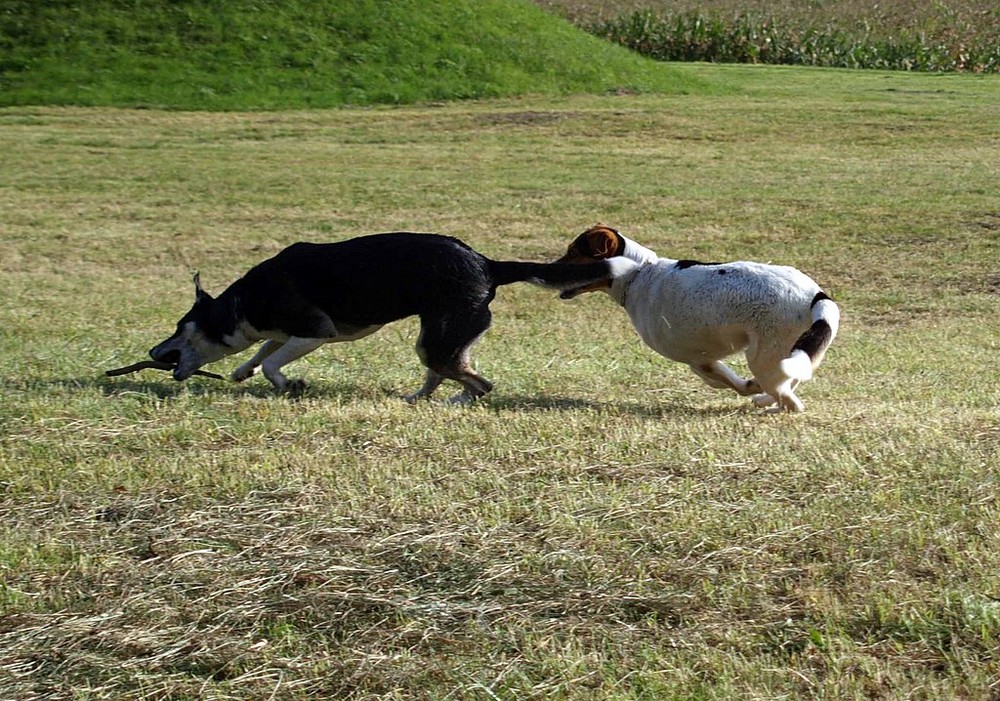 Lady und Benno