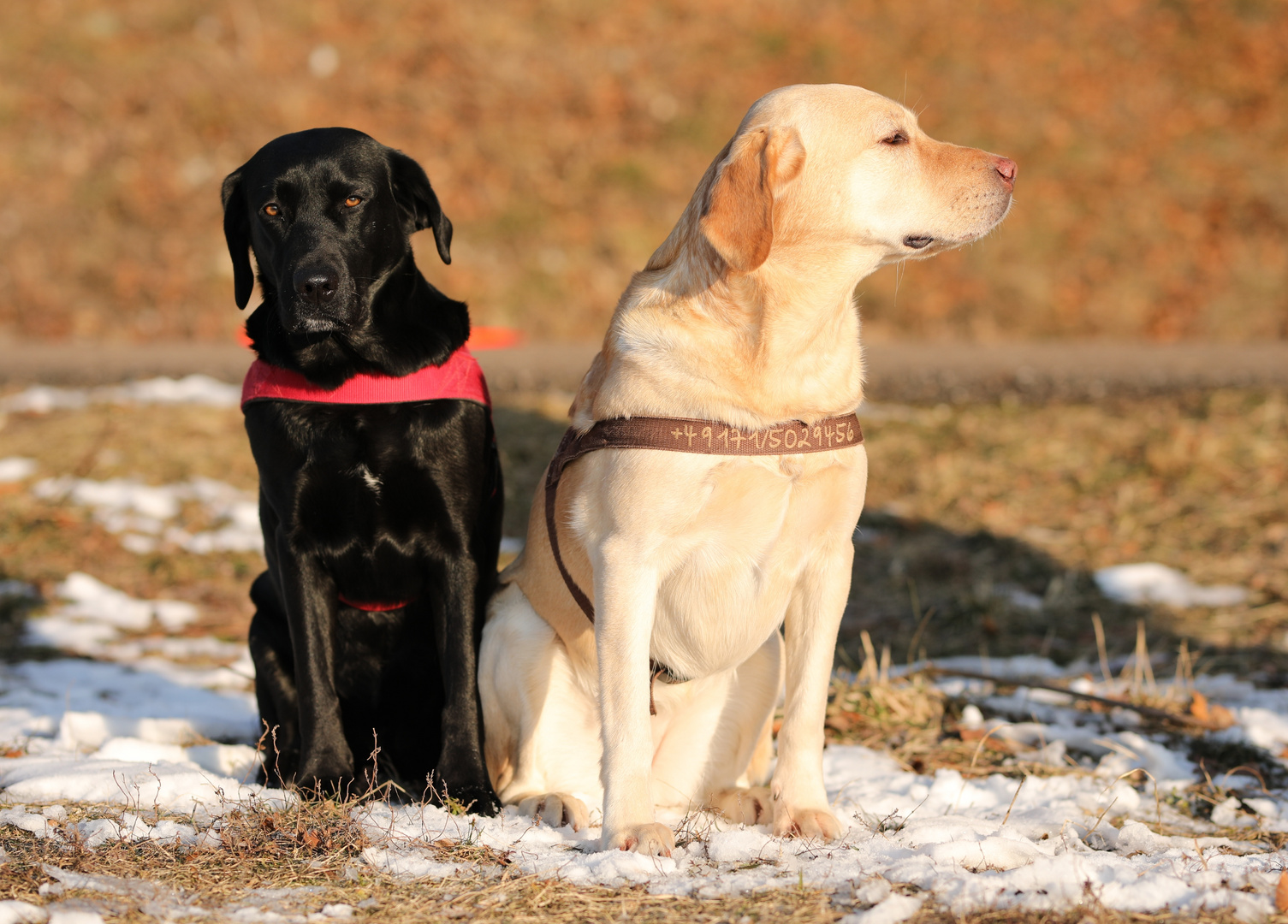 Lady und Lilly 