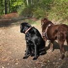 Lady und Pepper auf Beobachtungsposten