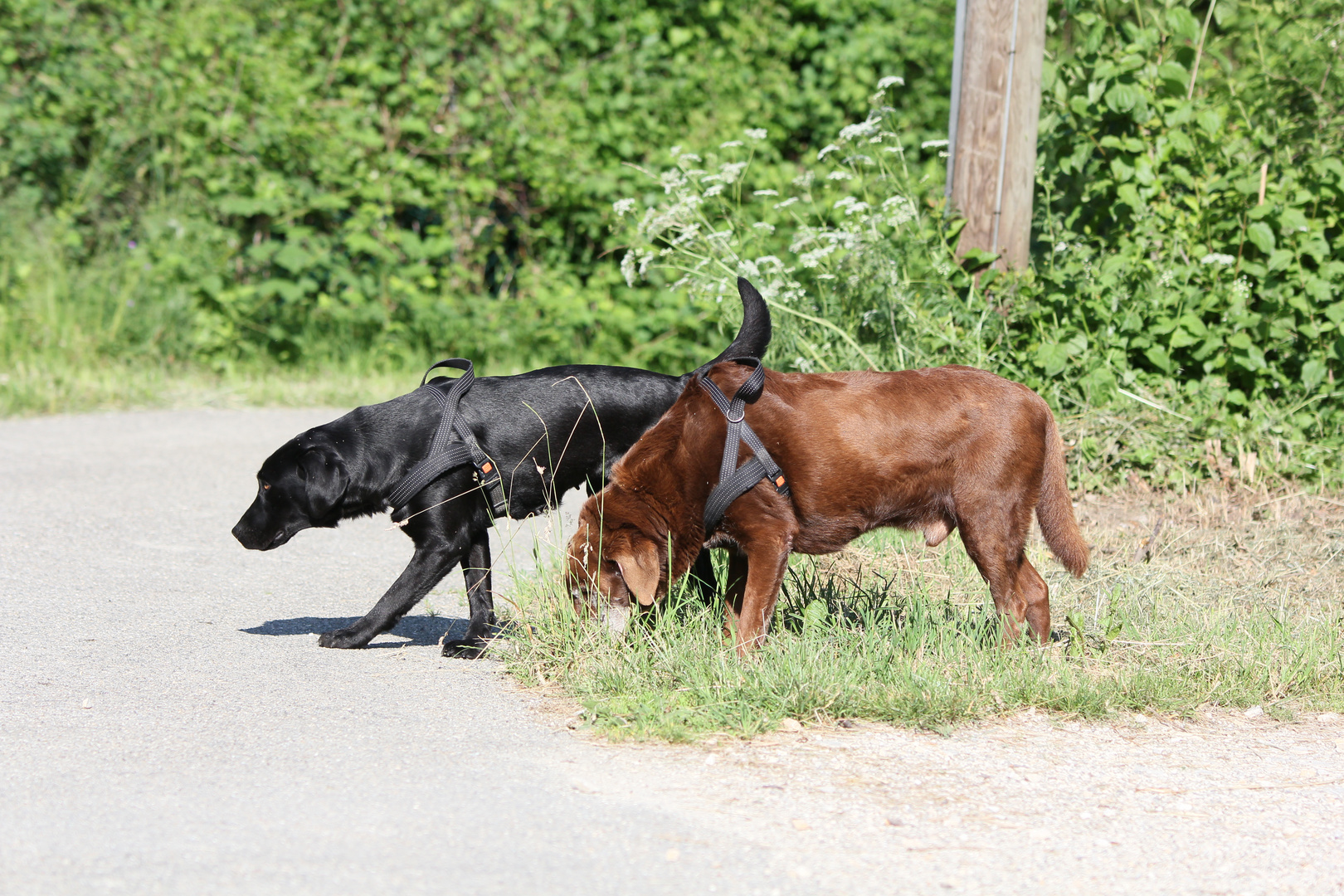 Lady und Pepper beim Morgenspaziergang