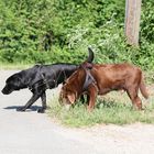 Lady und Pepper beim Morgenspaziergang