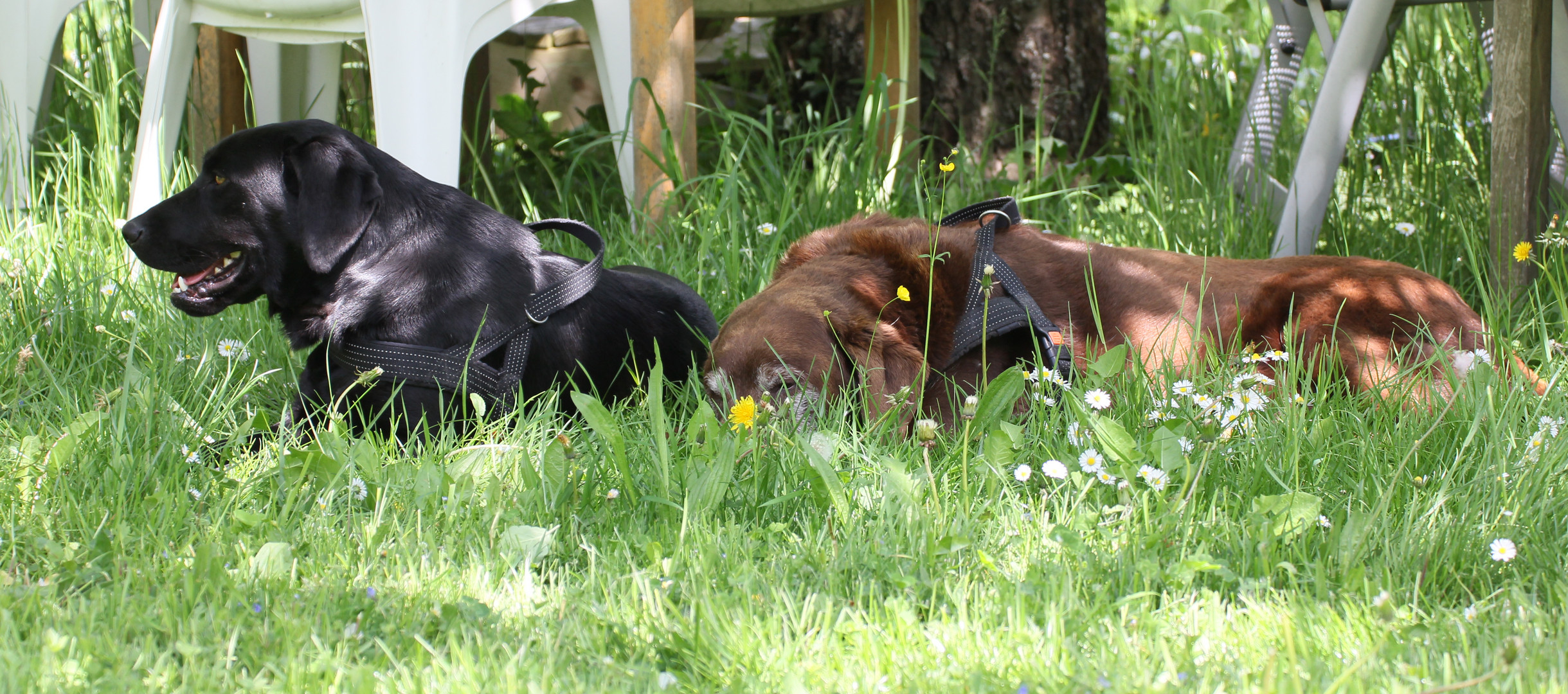 Lady und Pepper im Garten