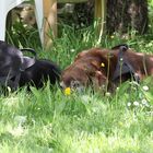 Lady und Pepper im Garten