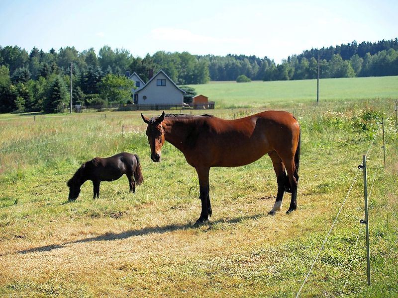 Lady und Pippi