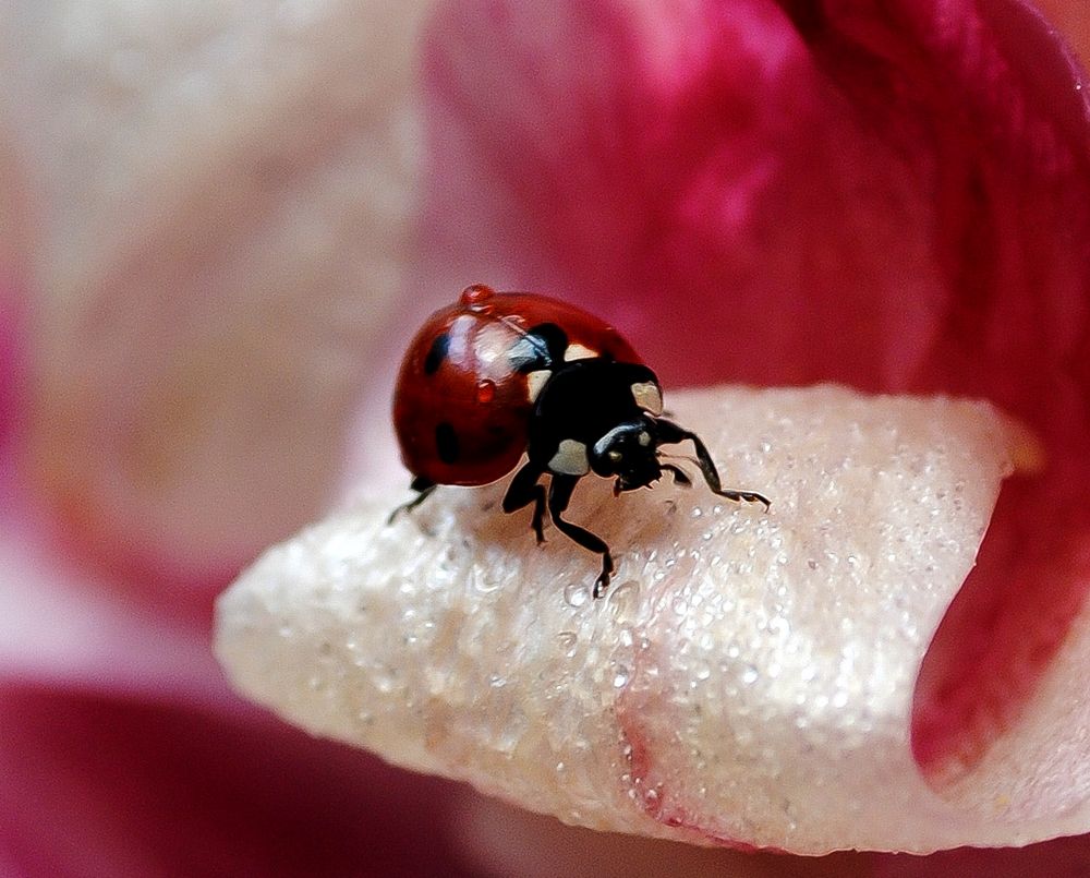 Lady vague... photo et image | macro nature, macro insectes ...