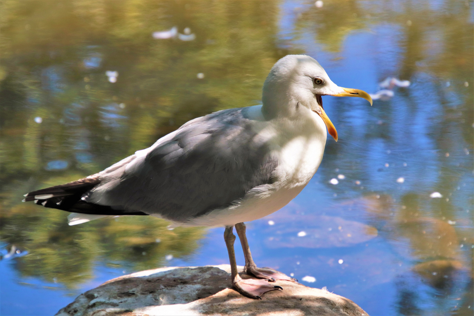 Lady Vogelscheuche....so viel Zeit muss sein. 