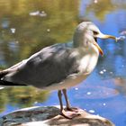 Lady Vogelscheuche....so viel Zeit muss sein. 