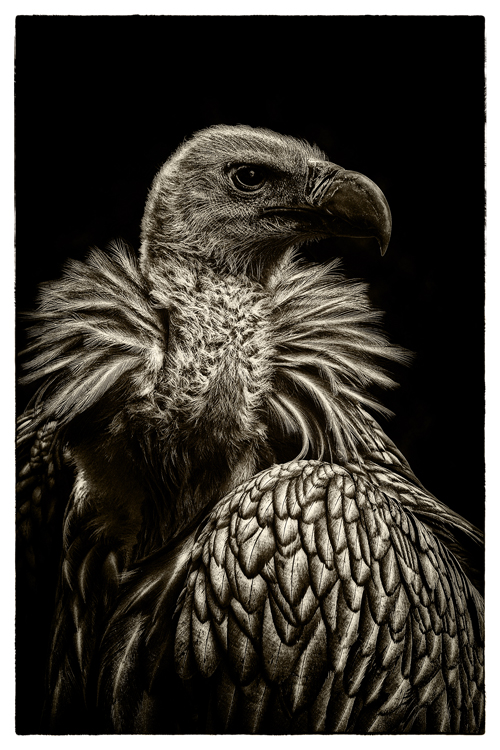 Lady Vulture