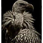 Lady Vulture