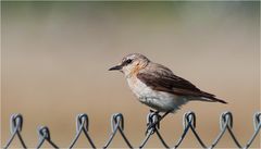 Lady Wheatear