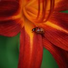 LadyBeetle