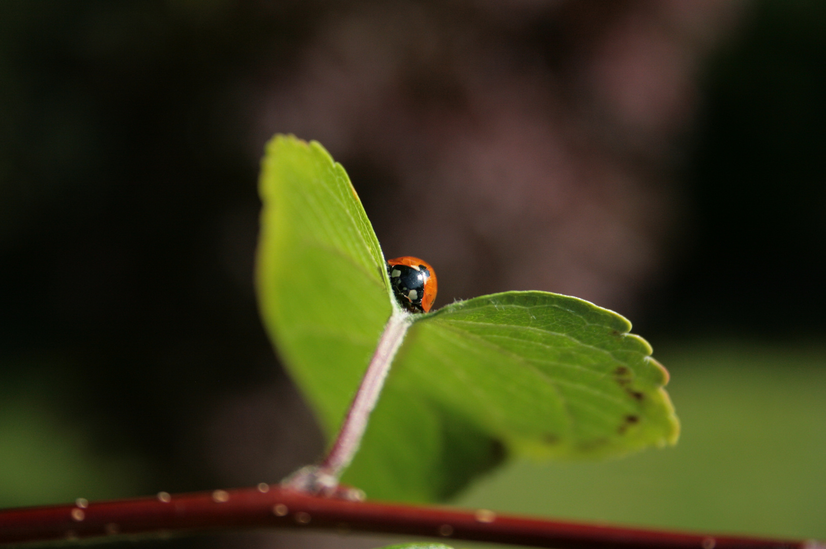 "ladybeetle-butterfly"