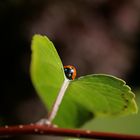 "ladybeetle-butterfly"