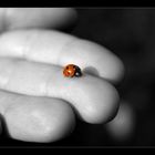 ...ladybird...