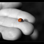 ...ladybird...