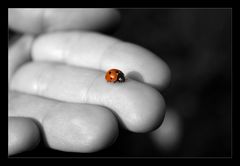 ...ladybird...