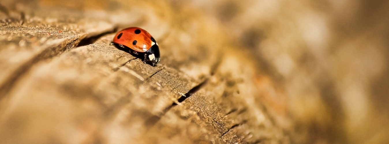 Ladybird