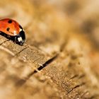 Ladybird