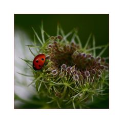 Ladybird