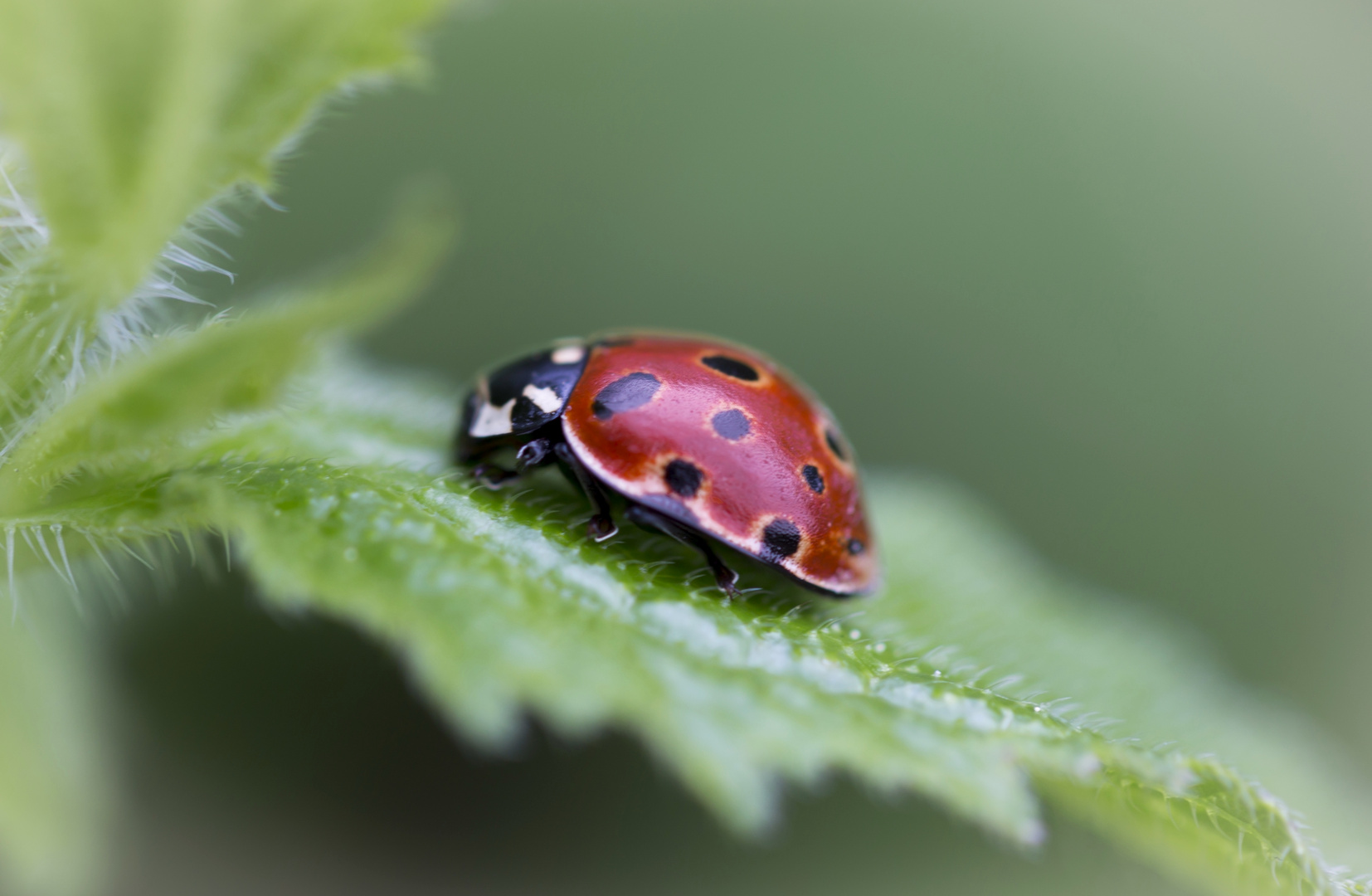 Ladybird