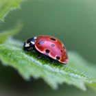 Ladybird