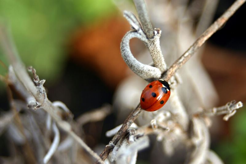 Ladybird