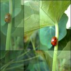 Ladybird