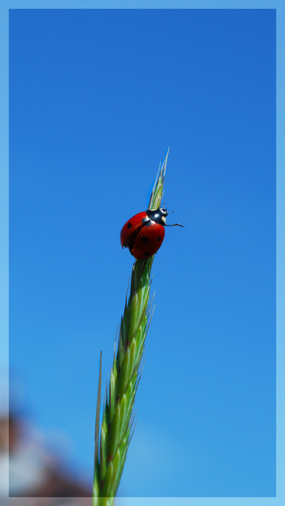 ladybird.