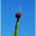 ladybird.