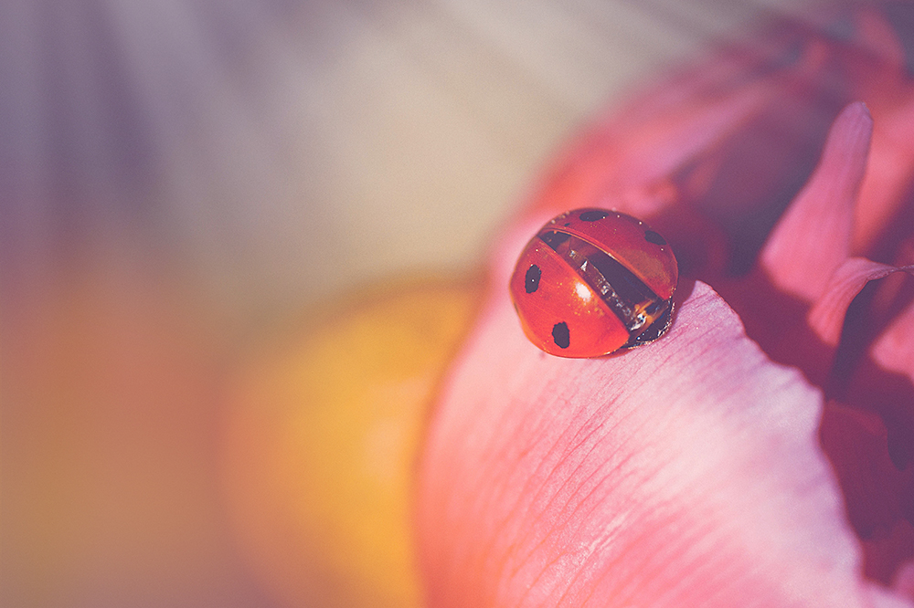 Ladybird