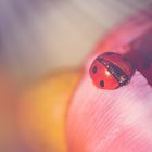 Ladybird