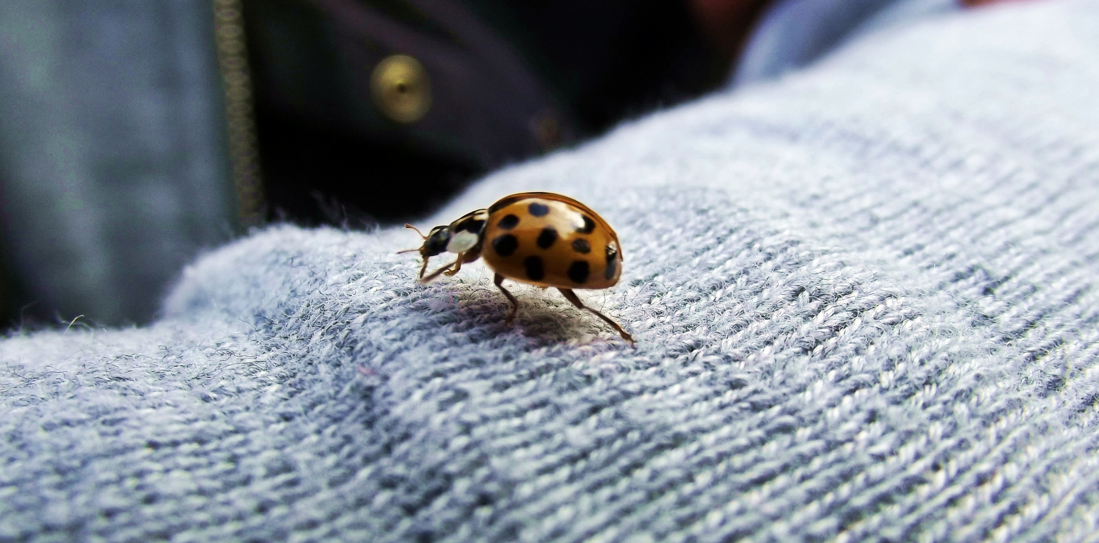 Ladybird...