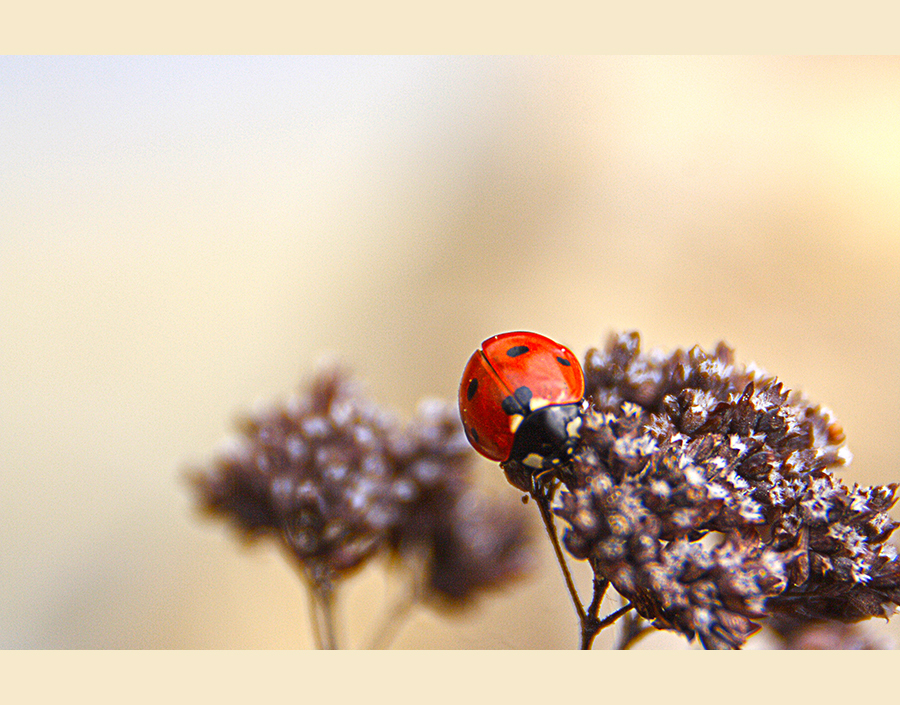 Ladybird