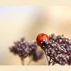 Ladybird