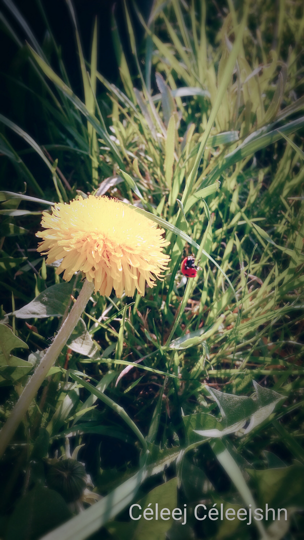 Ladybird 2