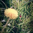 Ladybird 2