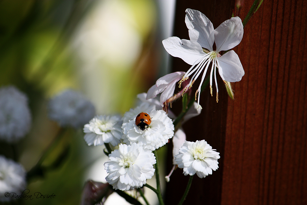 ladybird