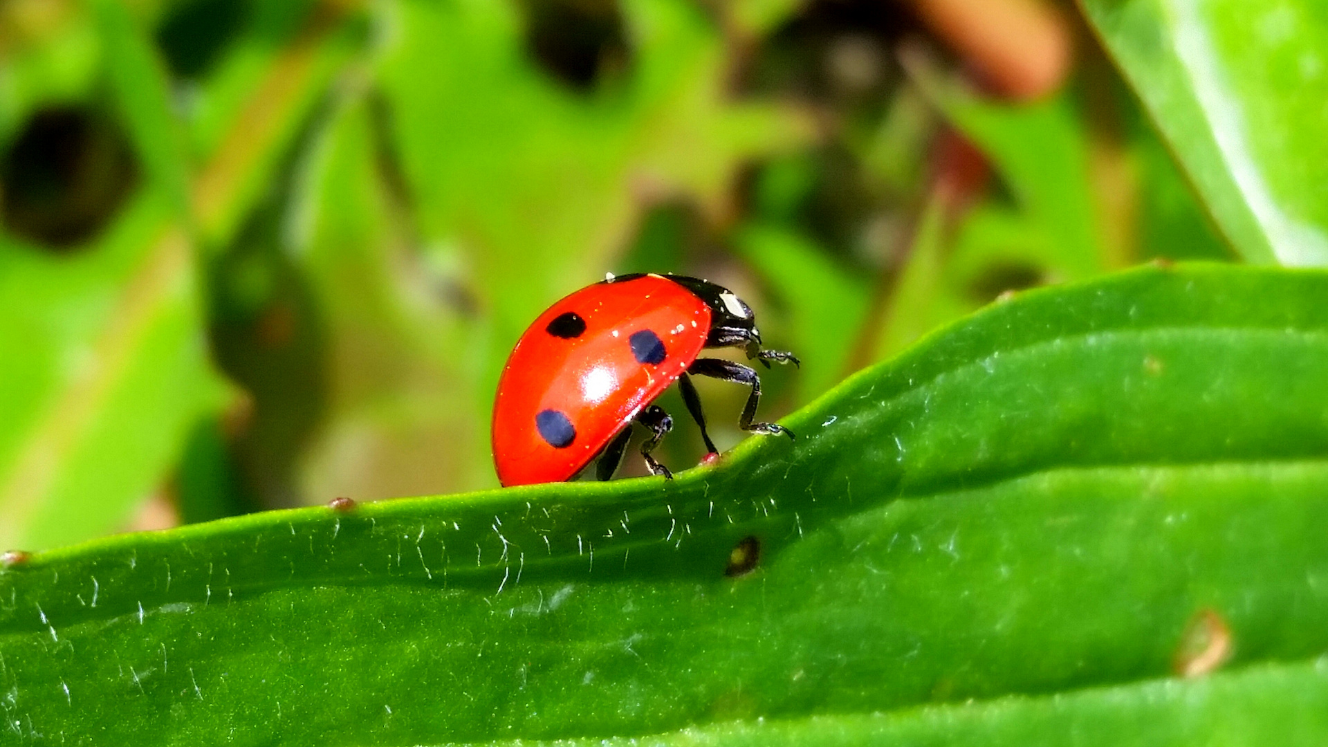 Ladybird