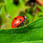 Ladybird